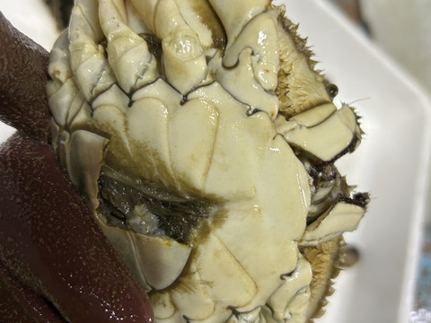 日間賀島産ワタリガニ~雌1kg【活発送】写真の個体を7/3まで注文受付ます
一枚様限定‼︎350g〜400g個体
大切な人へのプレゼントで是非❗️