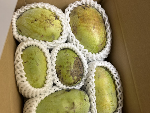 幻のフルーツ】ポポー 1箱1.5kg(4個から7個入り)：長野県産のポポー