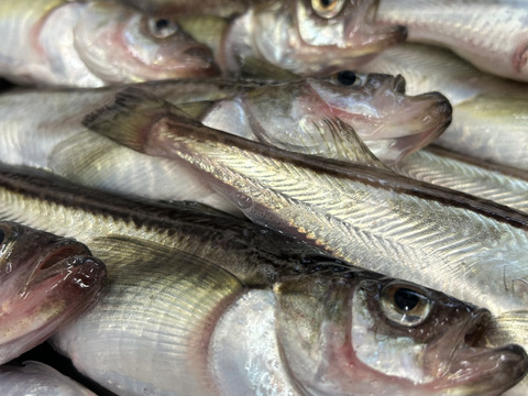 特大ハタハタメス１㎏&大オス１㎏