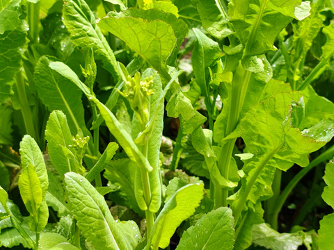 【栽培期間中農薬不使用】雪の下で耐え甘くなった菜の花（野沢菜、白菜） 60サイズにいっぱい　200グラム程度