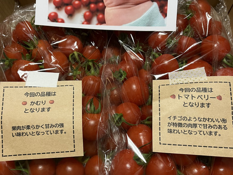 【食べ比べ 】食卓に笑顔を　ハートの様な形のトマトベリー＆ミニトマトのセット 1kg【千葉県旭市産】【トマト食べ比べ】