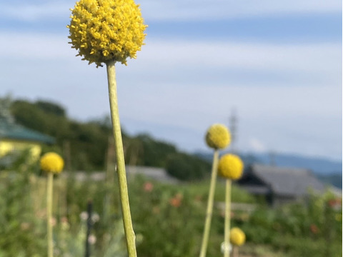 【10本、40㎝】クラスペディア〜黄色いまんまるいのがキュートで可愛い〜