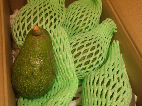 奇跡の国産「愛媛アボカド」愛媛県産約1㎏