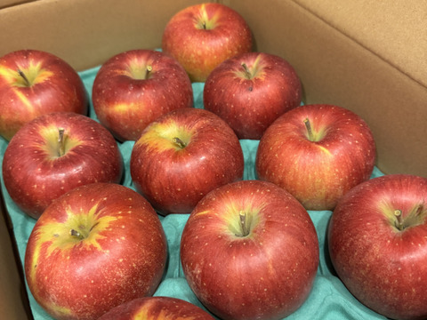 「シナノスイート」　値下げ！！訳ありご家庭専用　約3キロコース　（8から11玉）ご好評販売中