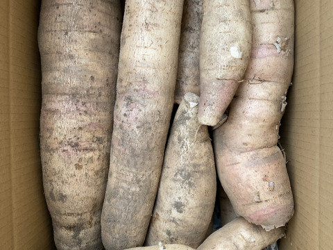 2kgキャッサバ芋　甘味種【赤穂産】