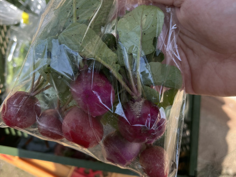 自然栽培ラディッシュ　５パック