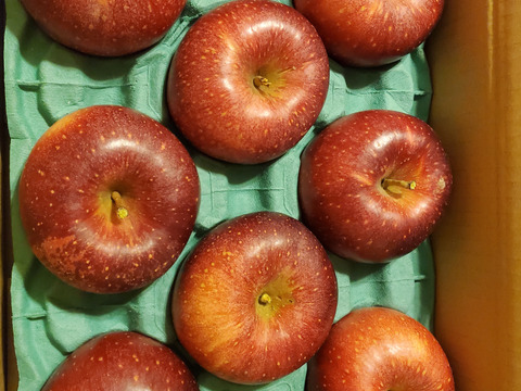 【ふじに飽きたらこれ】 シナノホッペ 3キロ箱 6〜15玉 商品ID44438 長野県 信州 安曇野 リンゴ 幻 幻のリンゴ 予約 希少 旬