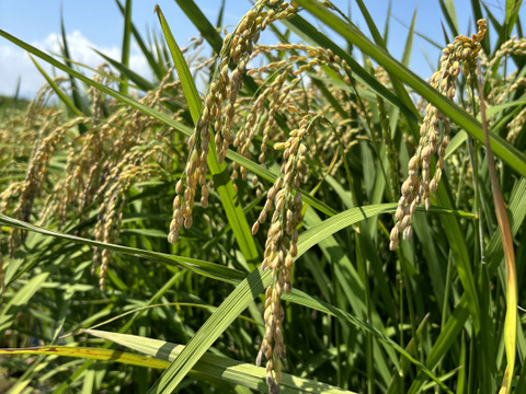 栽培期間中農薬化学肥料不使用！！貴重品種『くまみのり』20キロ　R7年産