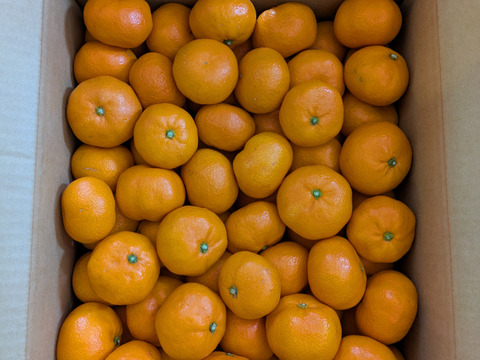 【冬ギフト】濃厚な味わい旬のちえみかん🍊（南柑２０号）１０㌔