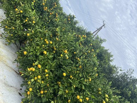 静岡県浜松市産みかん🍊5kg