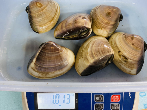 手がき　特大はまぐり　2キロ