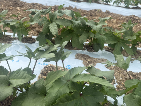 オクラ♪サイズがランダム♪暑さに負けない‼️『オクラ』今川農園おすすめ美味しいオクラ