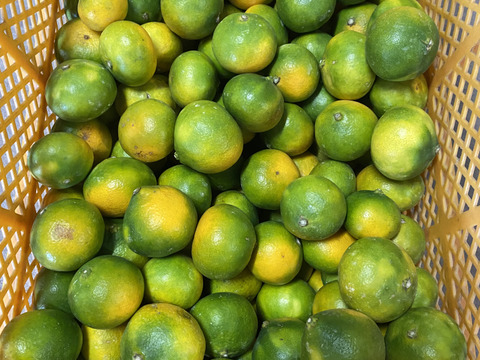 【お買い得】※訳ありみかん　2キロ