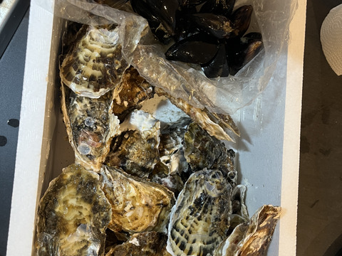 1/1～1/6は休業【水産庁補助事業 送料無料】🦪 生食用２ｋｇ 殻付き 牡蠣 （14〜30粒）牡蛎 殻付き牡蛎 kaki カキ 松島牡蠣屋 BBQに最適！🔥 海産物 オイスター  生牡蠣 A