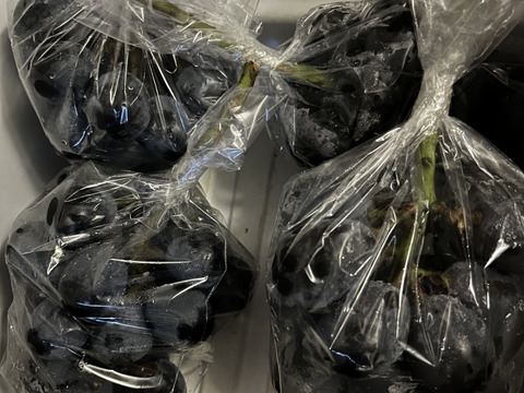 【ナガノパープル】大玉でぷりっとジューシー！種なし皮ごと食べられる大人気品種🍇