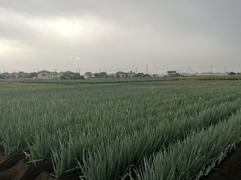 【冬ギフト】使いやすい野菜とお米のセット！深谷ネギが人気♪