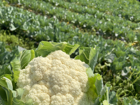 初夏のカリフラワー⭐️6個セット