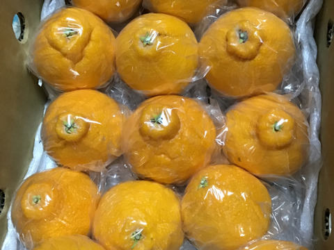 ちょーミニ不知火デコちゃん２k