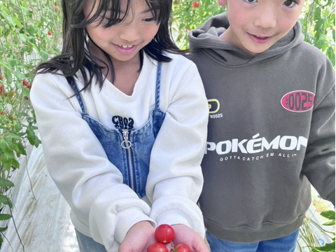 【期間＆個数限定】フラガール　1.0KG【高糖度13-14度】