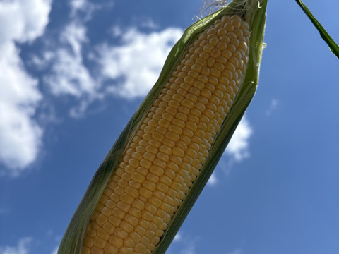 【2025年初登場】大槻農園の厳選“特別2Lサイズとうもろこし”｜9〜12本入り