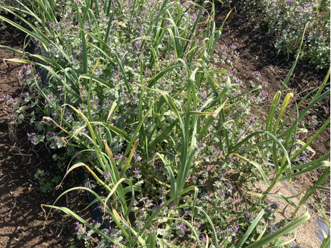 【朝採れ発送】茨城県境町産 生にんにく 約500g/約8個前後｜みずみずしい旬の味｜農薬・除草剤：栽培期間中不使用