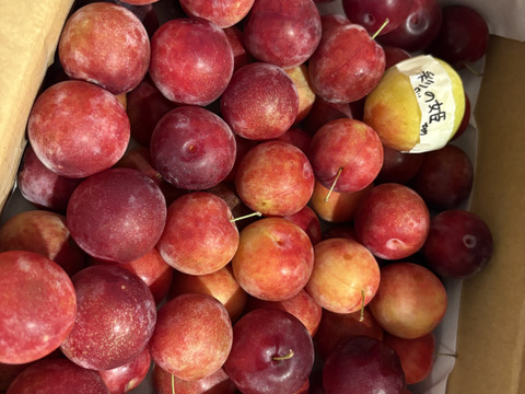 一口サイズのすもも　メスレー　約2.3kg