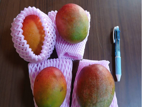 🥭数量限定・予約販売🥭屋久島産 小玉マンゴー 約1kg（4～5玉）｜贈答品質・栽培期間中農薬不使用で大切に育てました