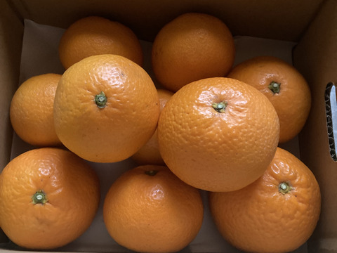 【家庭用】清見 2kg 果汁たっぷり香りよし♡愛媛みかん！！