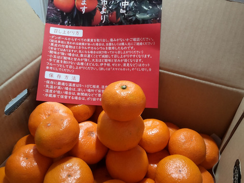 【家庭用】愛媛みかん 5.5kg(通常サイズ) ひとくちで恋する♡濃い味みかん♪【冬ギフト】