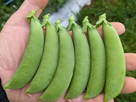 シャキシャキ甘い！沖永良部島産スナップエンドウA品　500ｇ