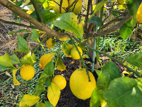 種なしレモン娘(種が数粒混じる事あり。5個)