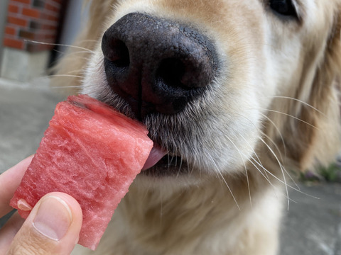 思わず笑顔が溢れる♡驚くほど甘〜い！祭りばやし大玉スイカ【4Lサイズ10〜12キロ/1玉】数量限定！