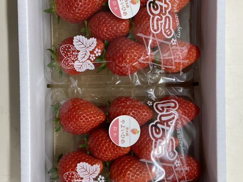 ＼朝摘み★完熟／第２回全国いちご選手権「金賞受賞」いちご/やよいひめ/栃木県茂木町産/4パック入り(約1Kg)/レギュラーサイズ/サイズお任せ/食べるとガツンと甘味があり、風味の良いいちごです！