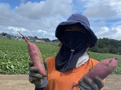 【ベビーサイズ❣️】熟成1ヶ月超え！紅はるか（2kg）(茨城県産)・(サツマイモ)(Sサイズ)(土付き)