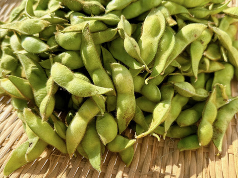 丹波産黒枝豆‼️【本黒枝豆はこの時期しか食べれません‼️】お試し500g入‼️