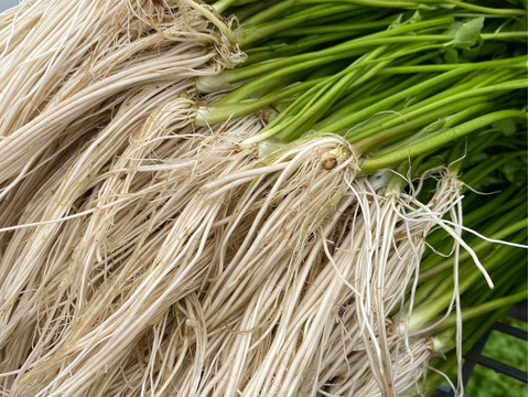 根っこが主役！湯沢市産『三関せり』家庭用1kg 年末年始予約専用！