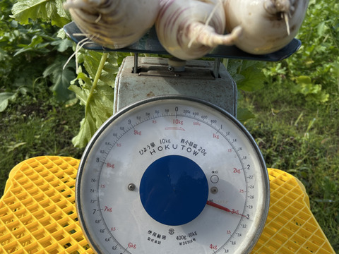 【緻密な肉質】会津赤筋大根 自然栽培 3本〜4本セット