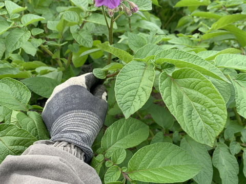 農薬化学肥料不使用　新じゃがインカのめざめ＆ローズマリー少量
