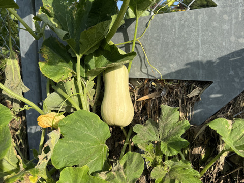 可愛い見た目とたくましさ｜島原育ちの濃厚バターナッツかぼちゃ｜繊維少なめでスープ・ポタージュに最適｜3個 約2kg