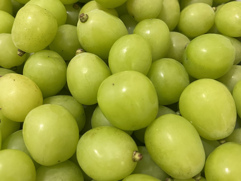 【ご家庭用‼︎】お試し特別価格‼︎粒売り‼︎1kg訳あり‼︎傷あり‼︎山形県産シャインマスカット