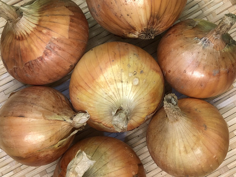 信州高原　完熟甘たまねぎ4.5kg