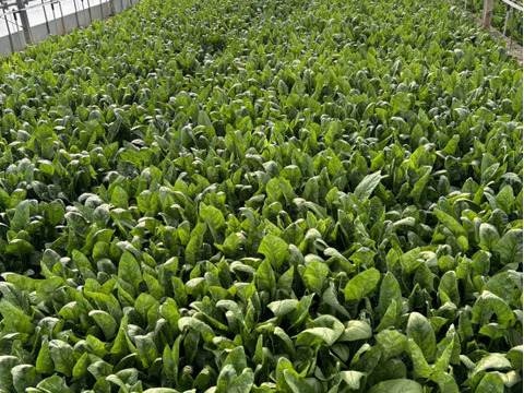 【極太】外食用のほうれん草１.１ｋｇ