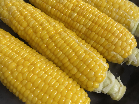 6本】シャキッ☆とジューシー！お日様をい～っぱい浴びた栃木のとうもろこし！ 6本