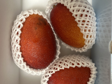【規格外】【訳あり】とろける至福の完熟マンゴー１ｋｇ「沖縄西表島産」