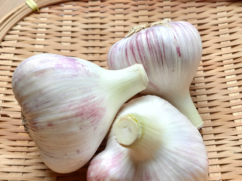 【期間限定予約販売】フレッシュ生にんにく『ピンク』（北海道在来種） 1kg　※７月31日受注分で終了予定〈農薬・化学肥料不使用自家栽培にんにく〉