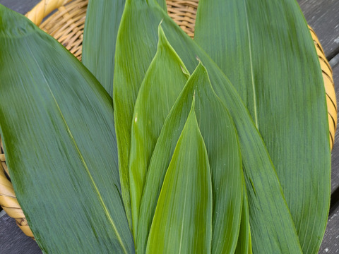 笹の葉　３０枚　大小様々　新葉多め