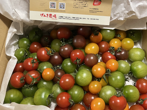 《食卓に彩りを》ビビッドカラフルミニトマト(1.3㎏)【トマト食べ比べ】