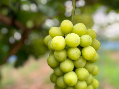 【厳選品】山形県産すとう農園のシャインマスカット（1.4~1.6kg)2房