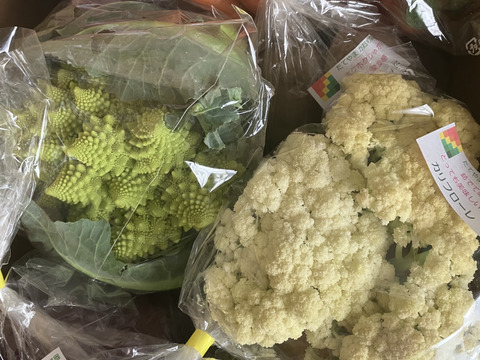 【常温便】カラダ喜ぶ『Mサイズ冬のカラフル野菜セット8品目』