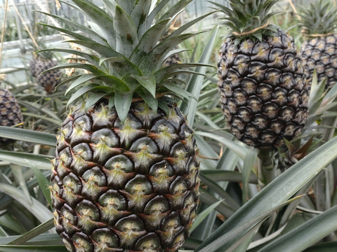 新品種！ホワイトココ2玉(お試し・1.5kg）